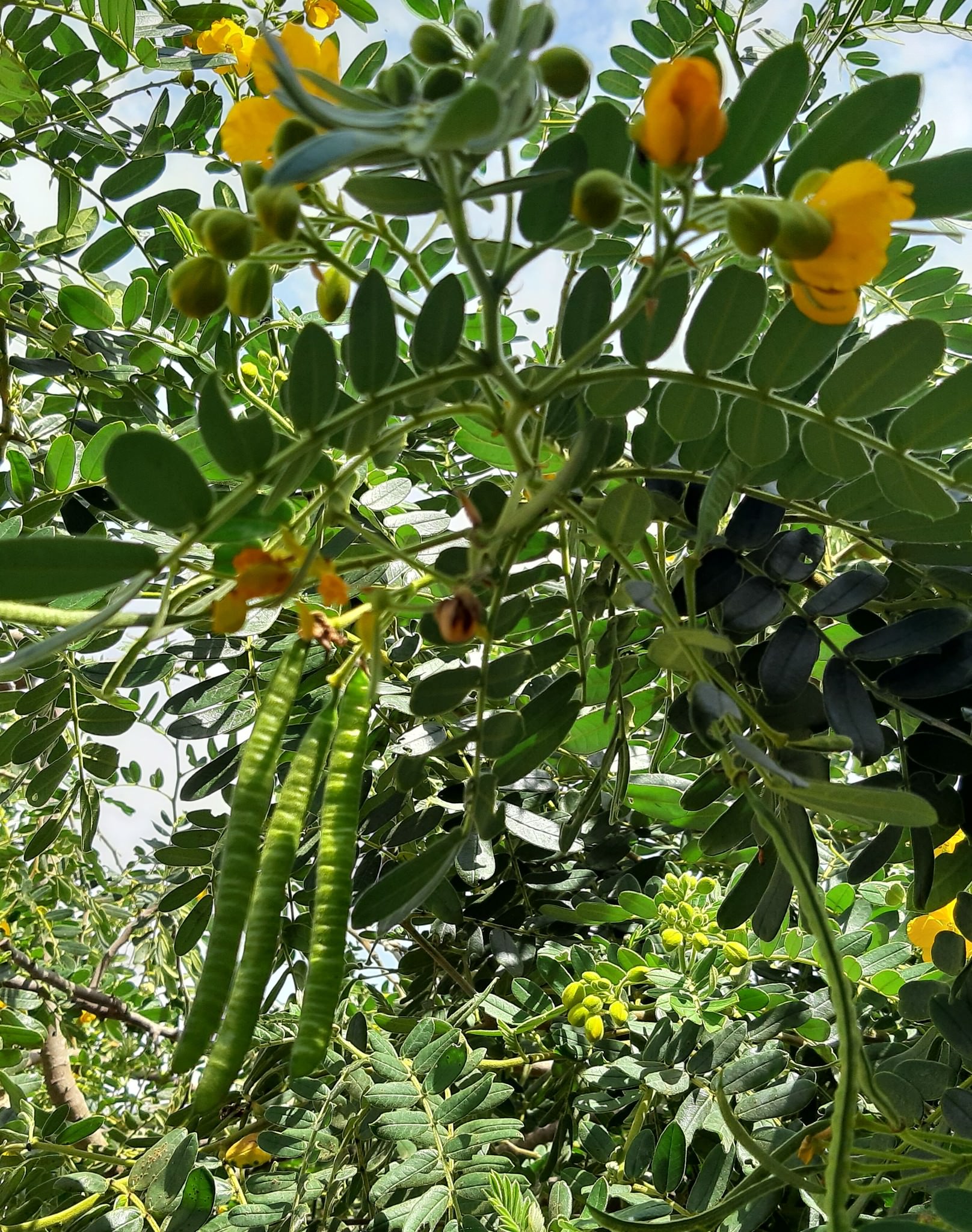 Senna multiglandulosa 